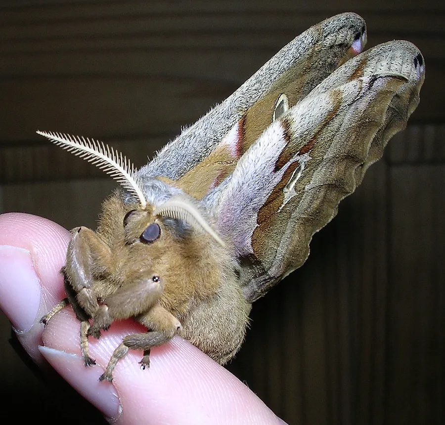 Polyphemus Mothon Human Hand