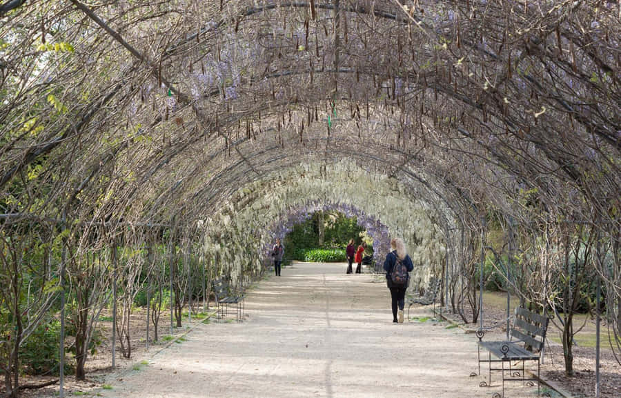 Adelaide Botanisk Have Wisteria Arbor