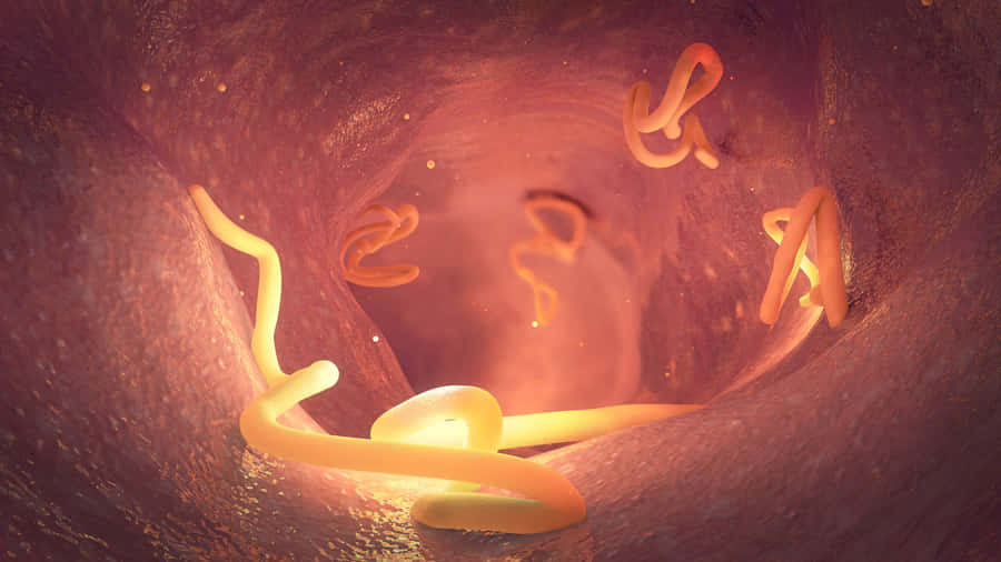Infezione da Tenie Intestinali