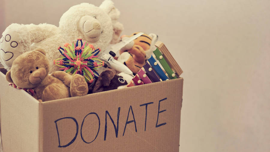 Donation Box Stuffed Toy Animal Photography