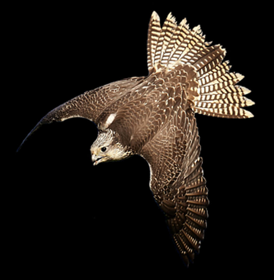 Majestic Falcon In Flight