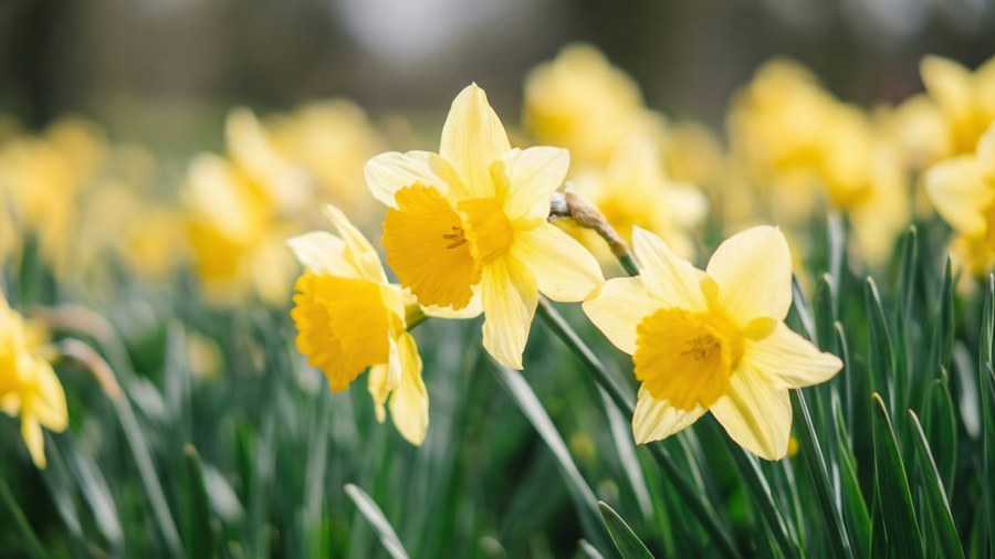 Dancing Daffodils Wallpaper