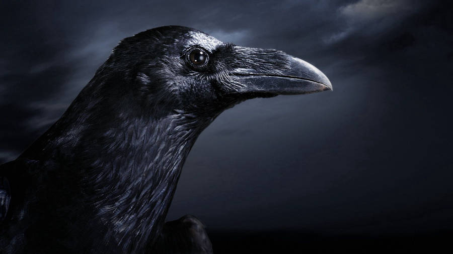 Download Raven Wallpaper