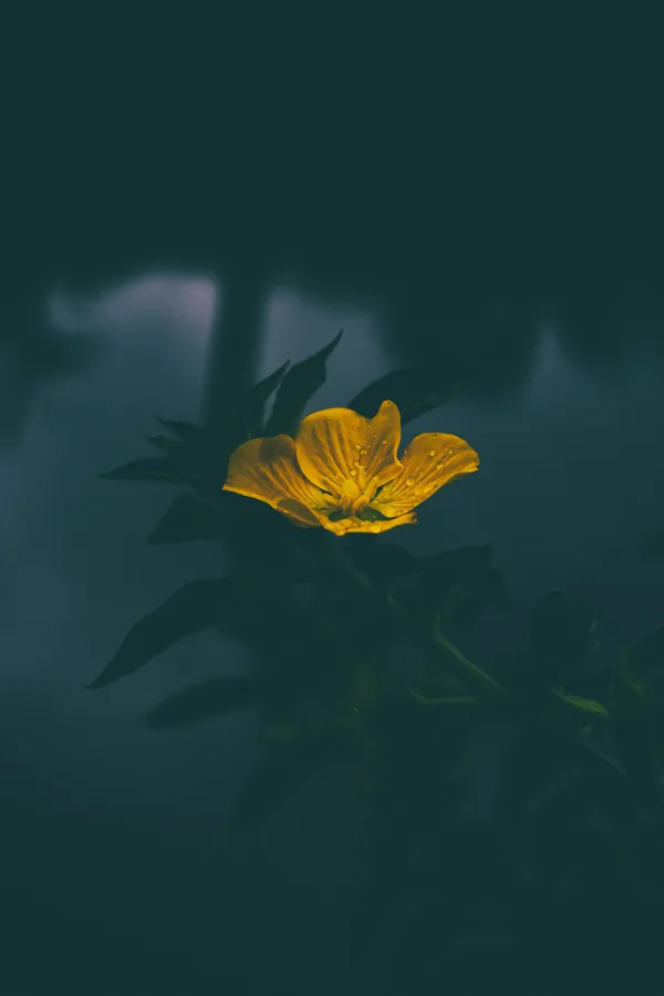 Yellow Flower Dim