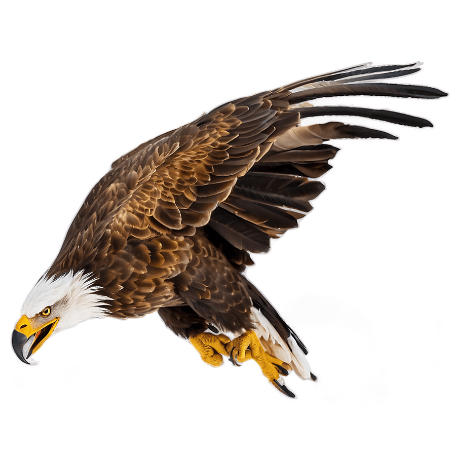 Eagles in the Wild PNG phr74