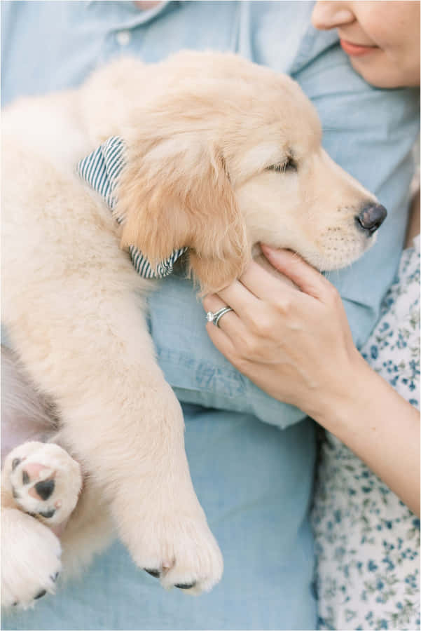 Cucciolo d'Oro che Dorme nelle Braccia del Proprietario.jpg