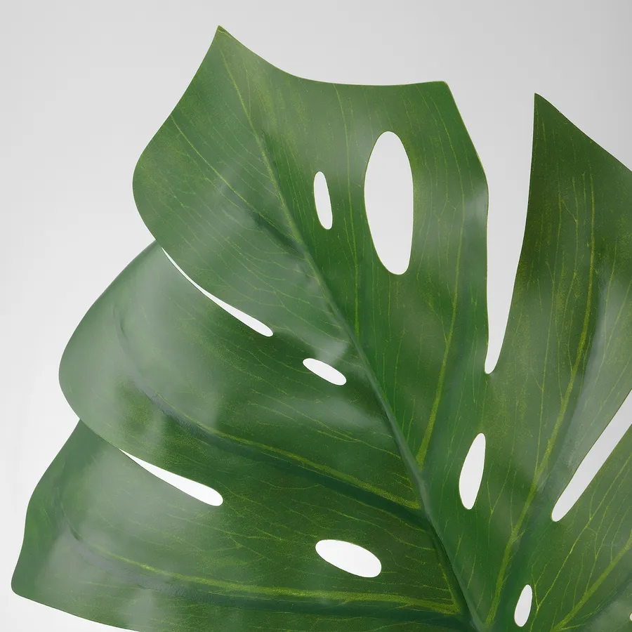 Leaf pictures