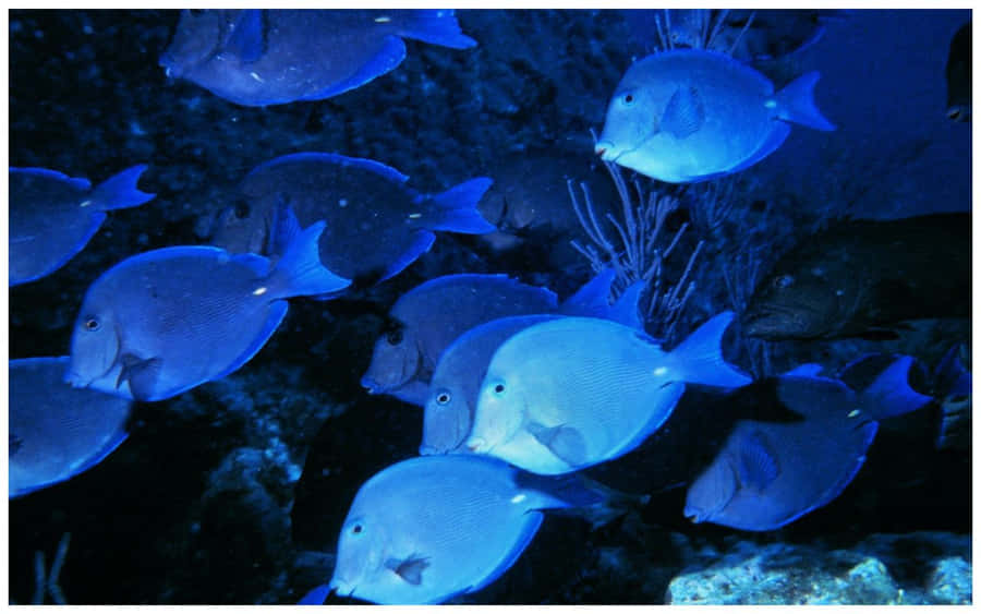 Blaue Tangschule unter Wasser