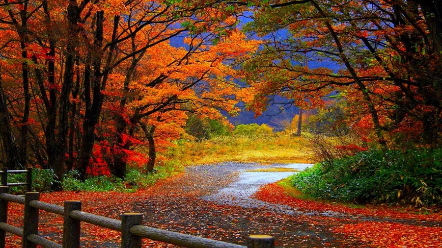 Fall Laptop