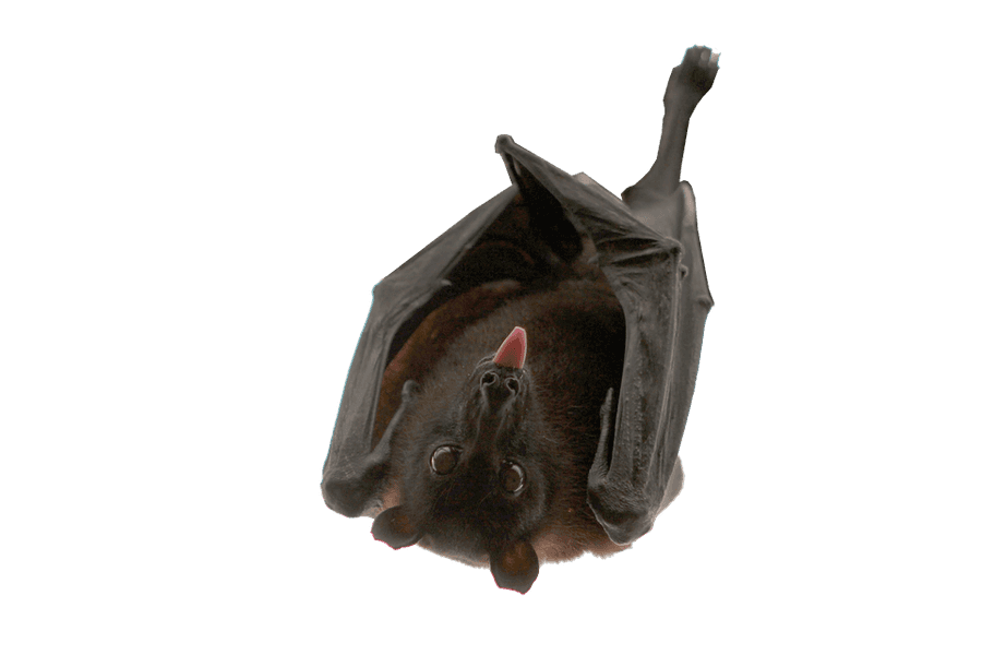 Hanging Bat Transparent Background