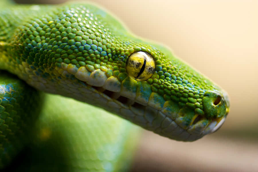 Derleistungsstarke Python Hintergrundbilder