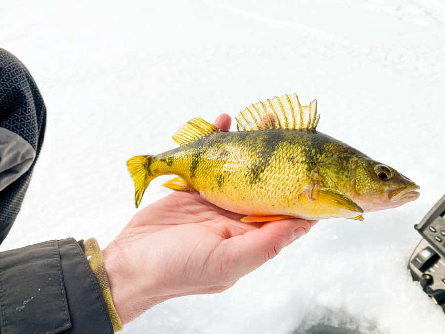 Pesca sul Ghiaccio in Inverno con Persico Giallo