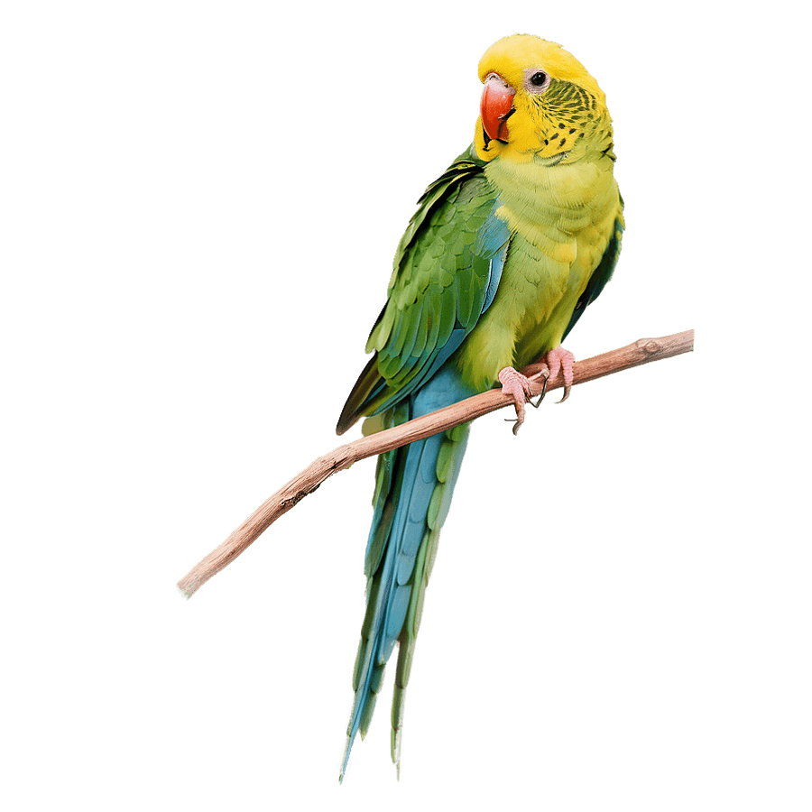 Singing Parakeet PNG 56