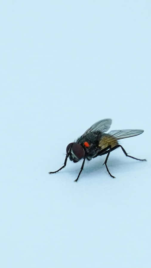 Mosca Doméstica em Fundo Simples