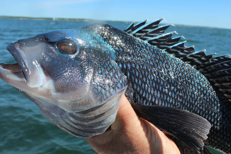 Deliciosamentefresco Robalo do Mar Negro