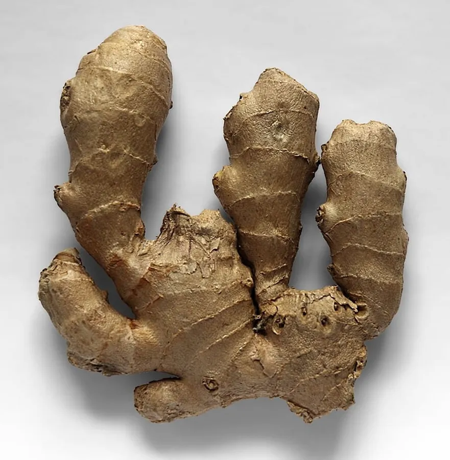 Ginger Root Vegetable Top View