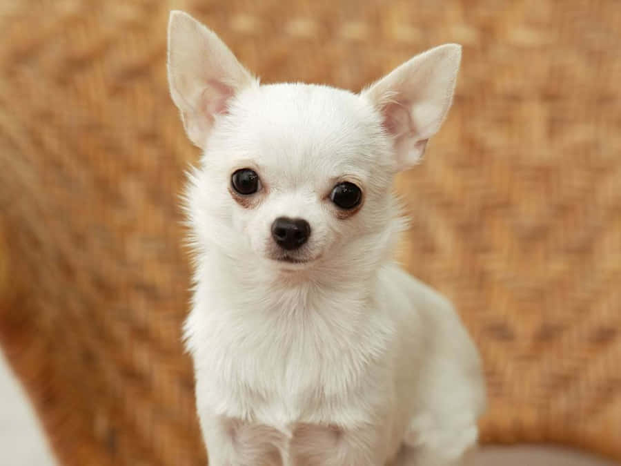 EntzückenderChihuahua Hund posiert