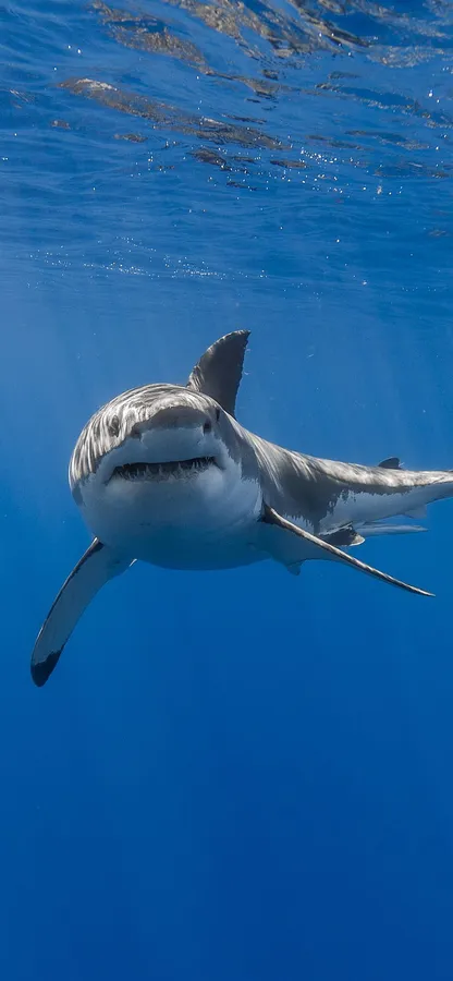 Shark Iphone