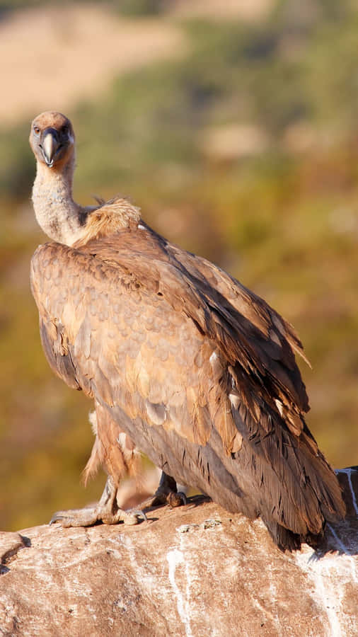 Majestätischer Geier auf einem Felsen