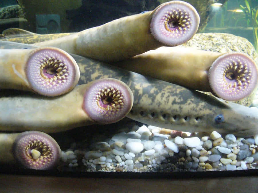 Lampreias em Aquário