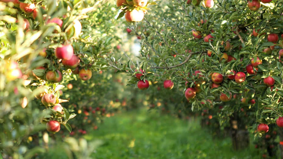 Herbstäpfel1200 x 675 Hintergrundbild