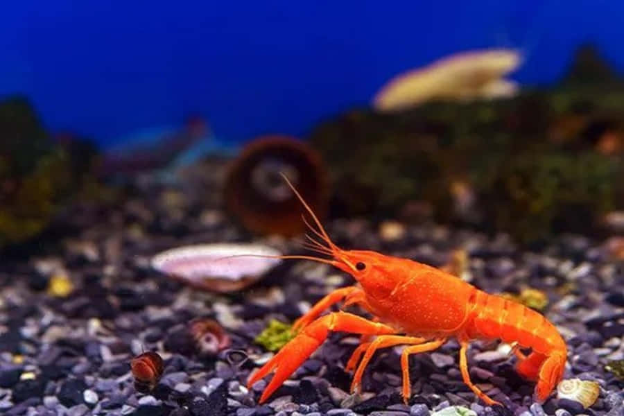 Aquário de Lagostim Laranja Vibrante