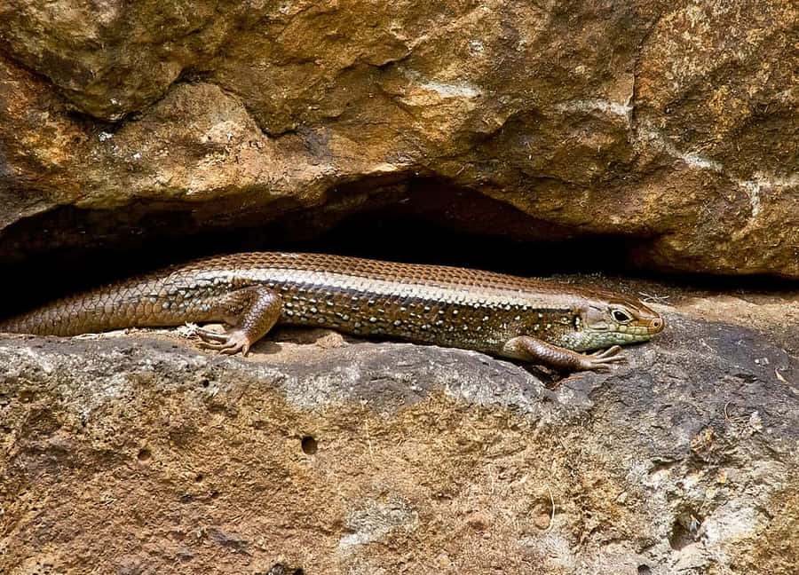 Lagarto Skink Descansando na Rocha