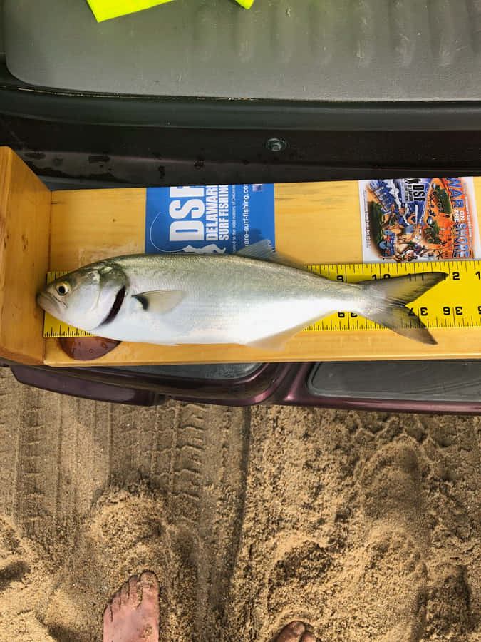 Peixe Medido em Régua Amarela