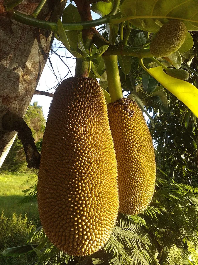 Majestic Jackfruits Hanging on Tree