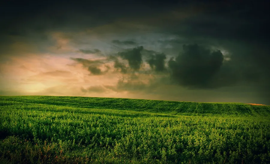 Grassy Background