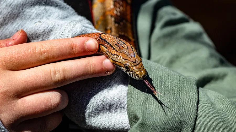 Pet Corn Snake