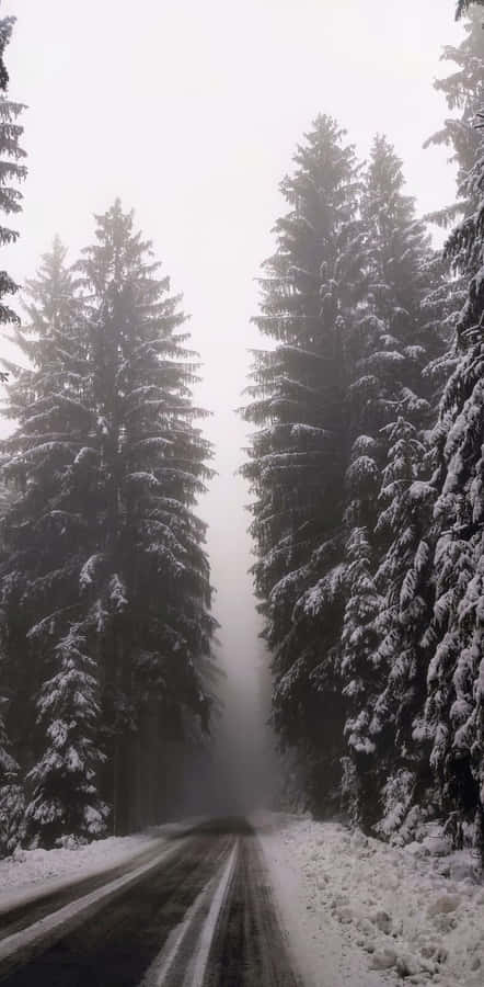 Estrada de Floresta de Inverno Nebulosa.jpg