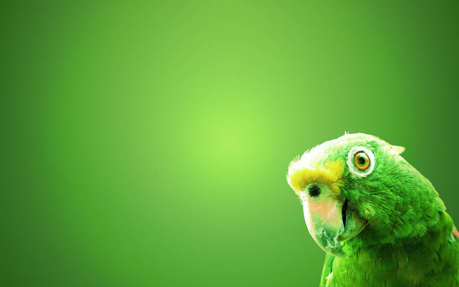 1920x1080 HD Fugle Grøn Papegøje Fantasi Mønster
