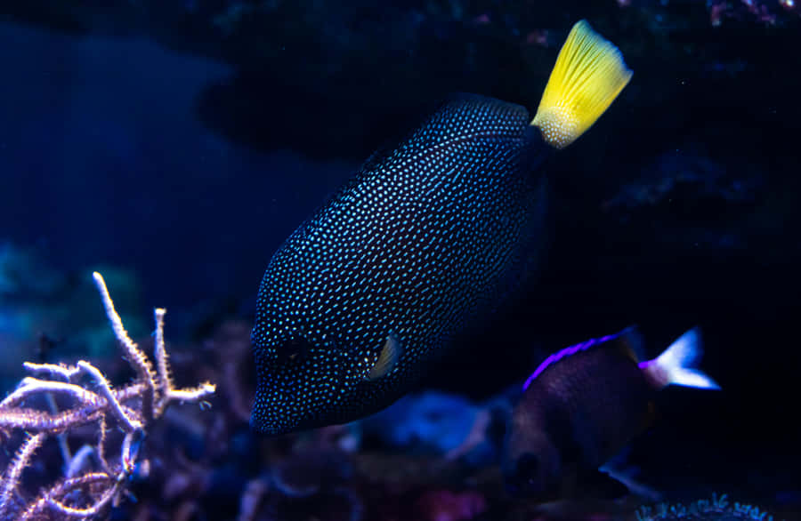Blauer Tang Fisch im Korallenriff