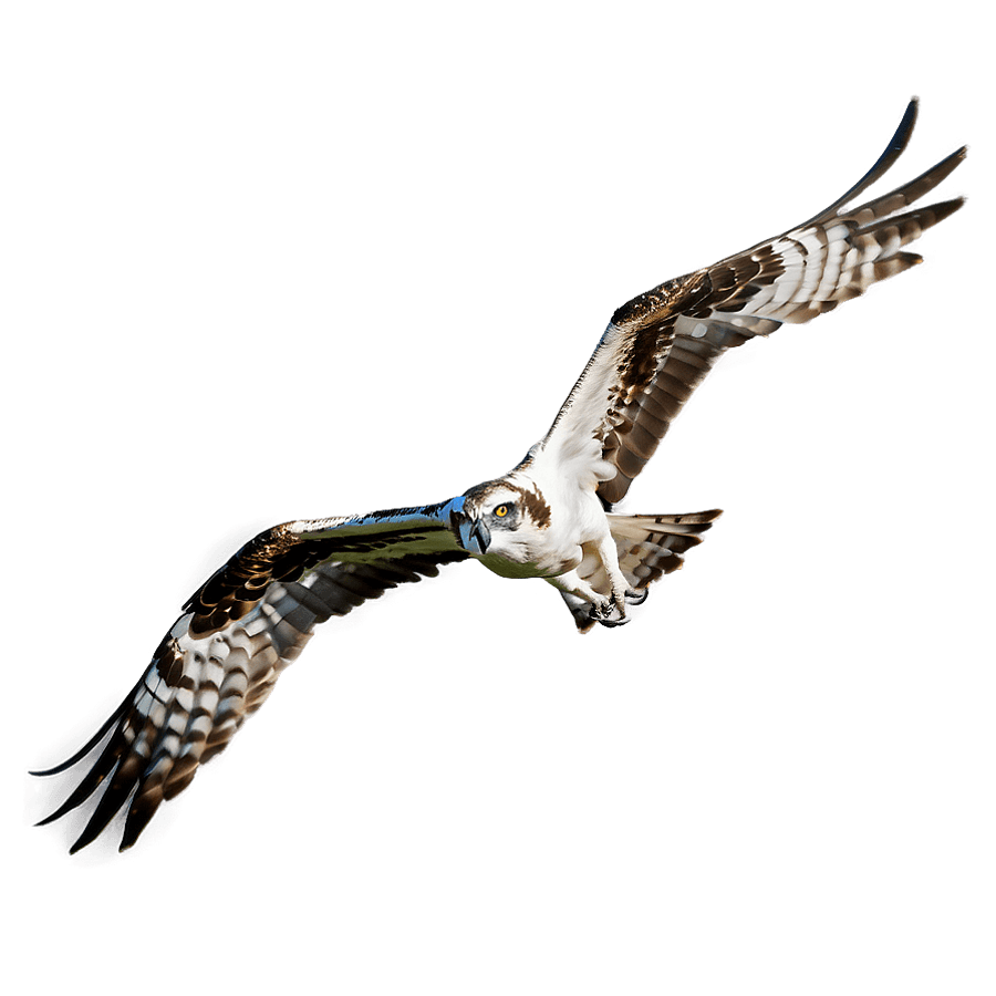 Majestic Osprey in Flight PNG wux28