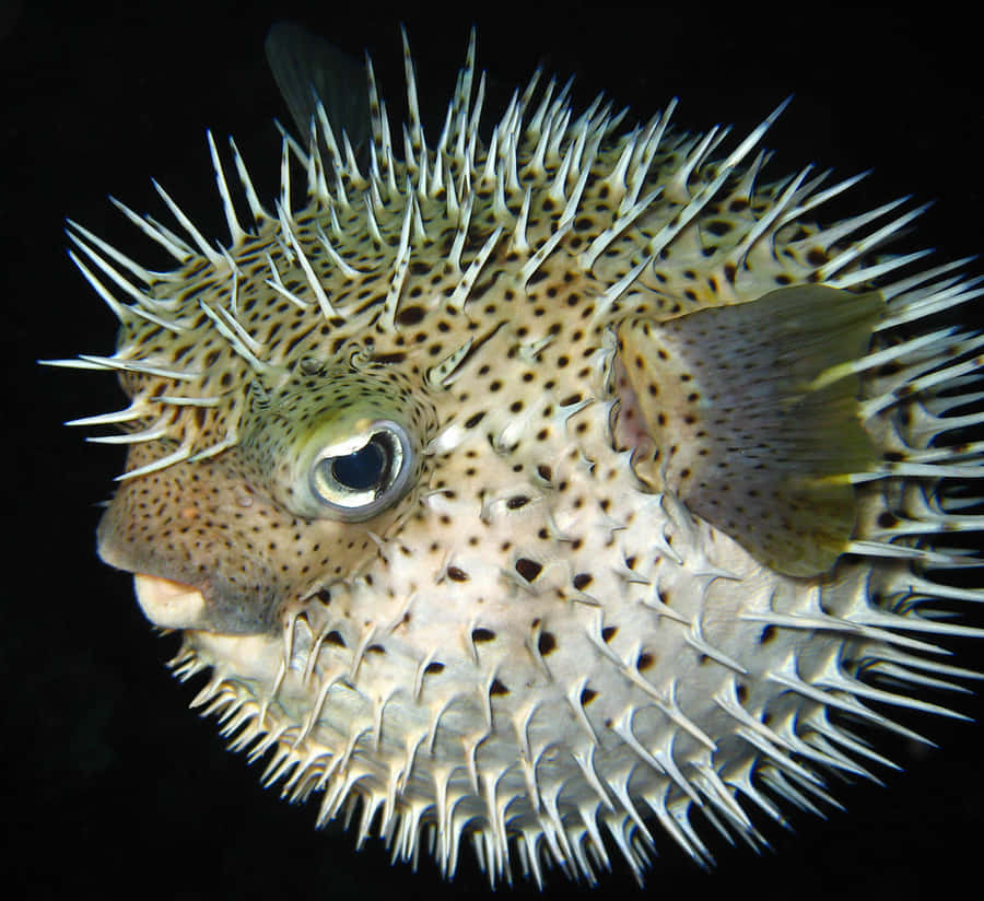 Pesce Porcupine Inflato Sott'acqua