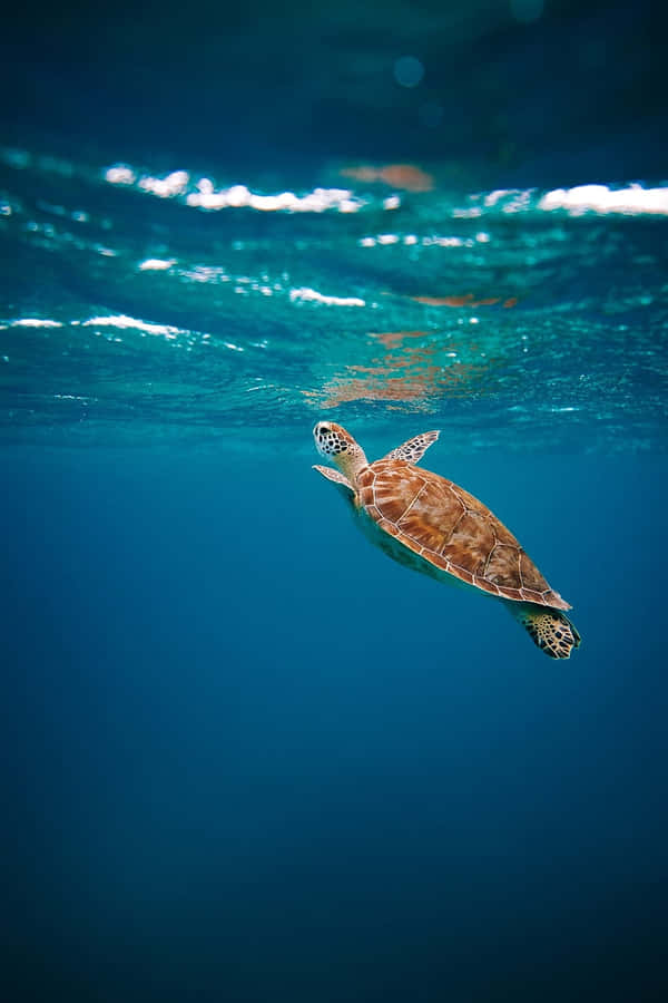 Tartaruga Marinha Sereno Nadando