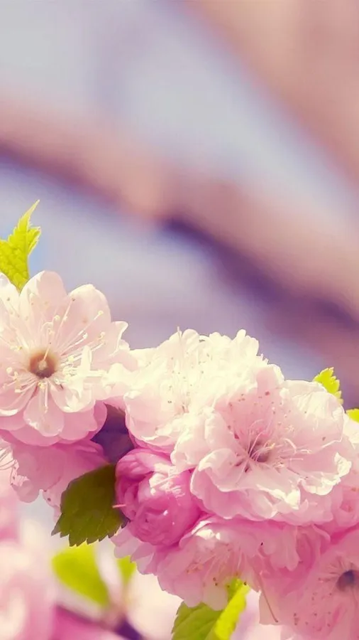 Spring Iphone Background