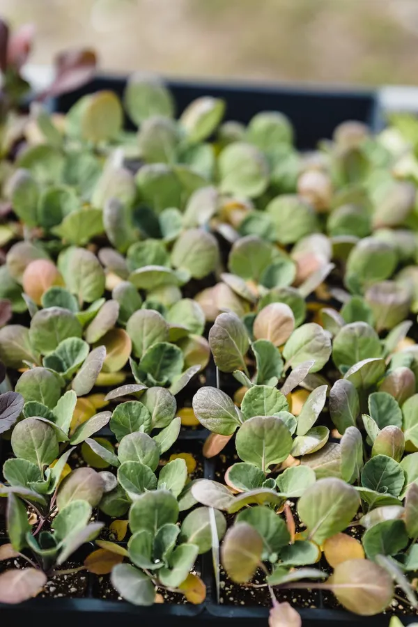 Cabbage Sprouts