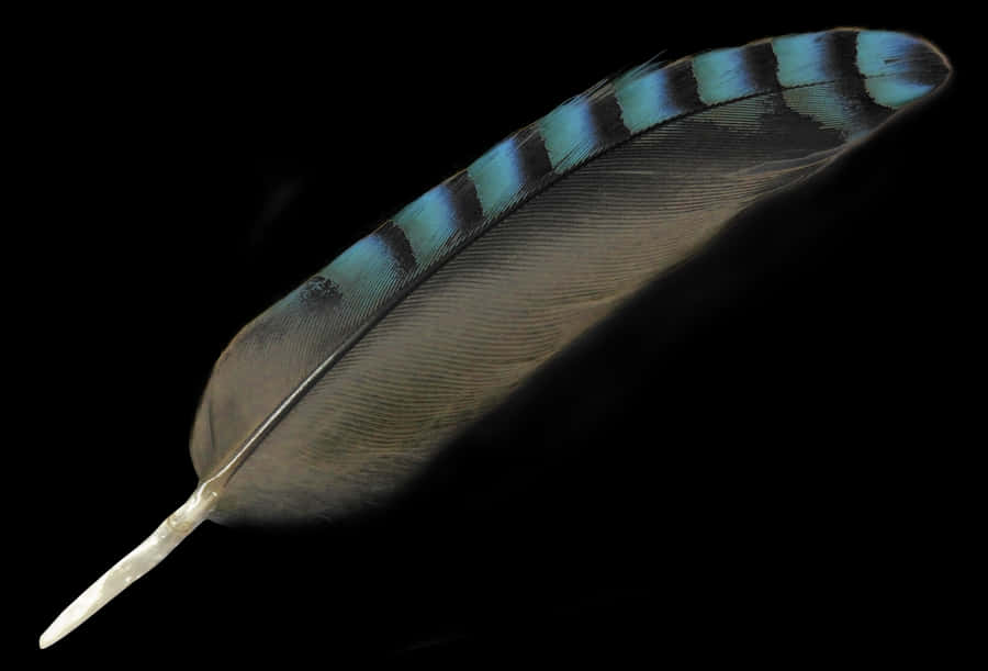 Feather Png Image - Bird Feather Png, Transparent Png