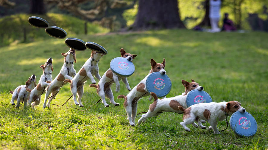 Dog frisbee sequence photography wallpaper.