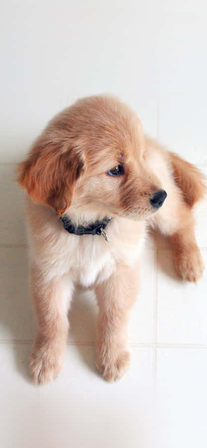 Dog Iphone