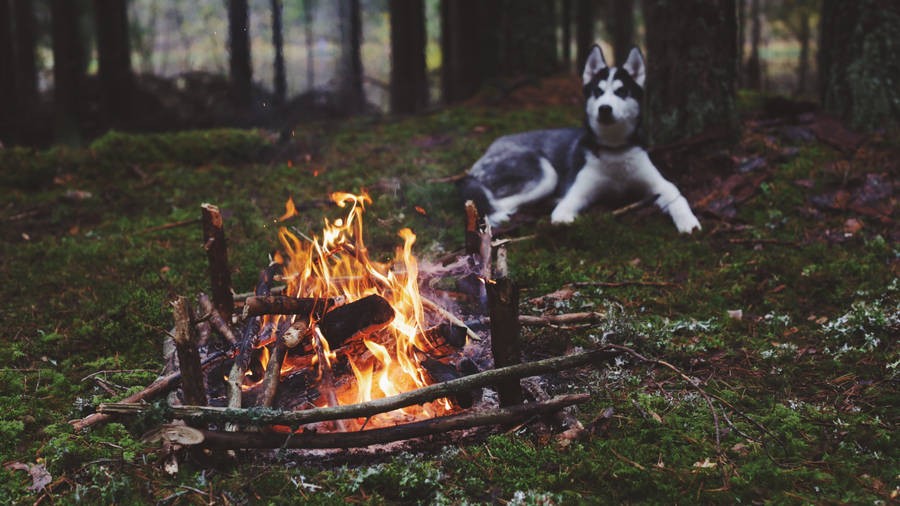 Dog near bonfire wallpaper.