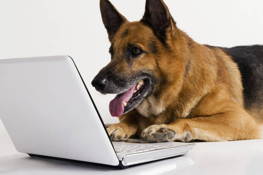 Dog On Laptop wallpaper.