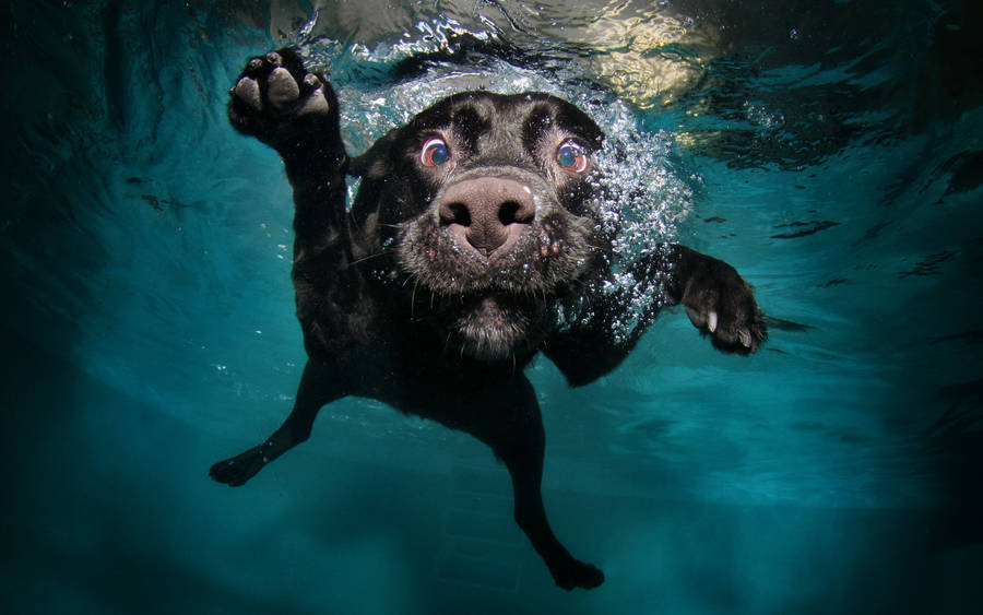 Dog Underwater Swimming wallpaper.