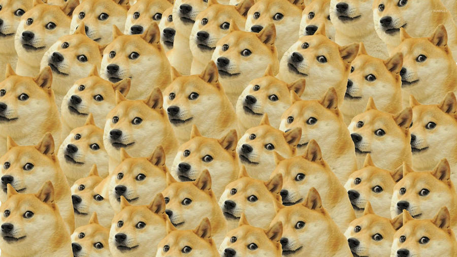 Download Doge Meme Wallpaper Wallpaper