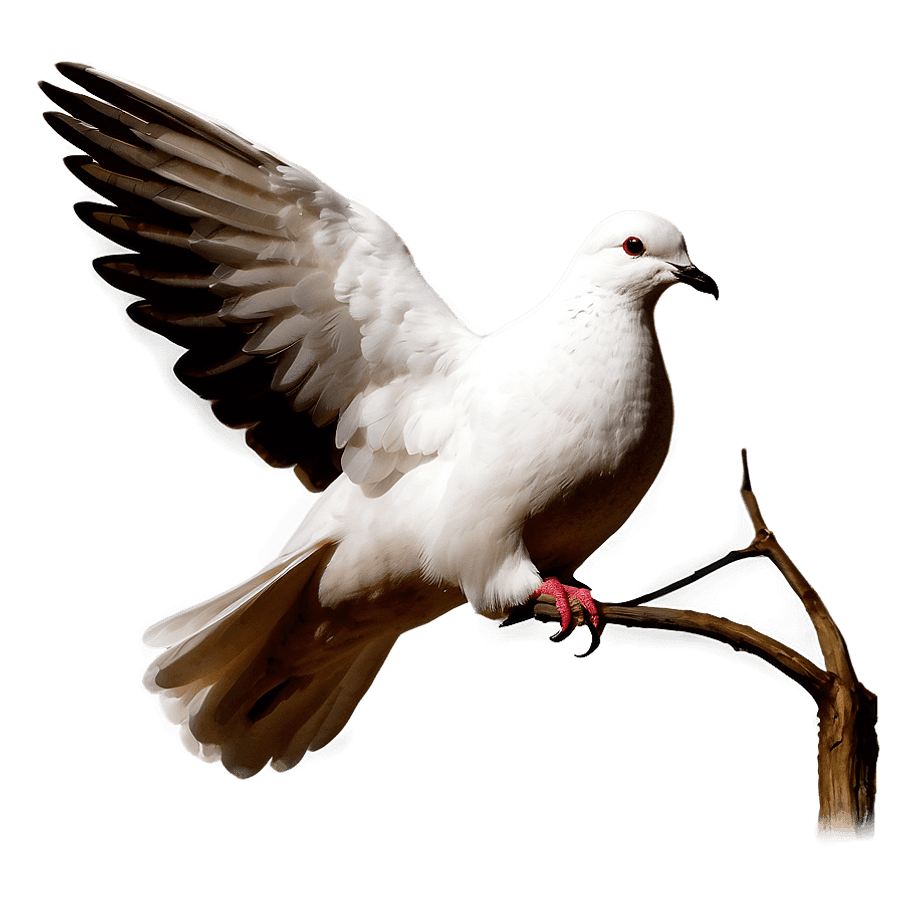 White Dove Drawing PNG 48