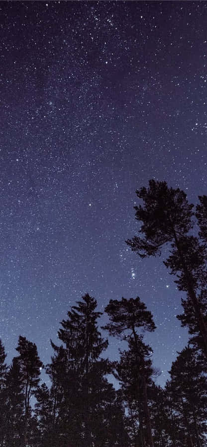 Noite Estrelada Sobre a Floresta