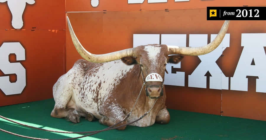 Eingroßer Texas-Longhorn-Ochse liegt auf dem Boden.
