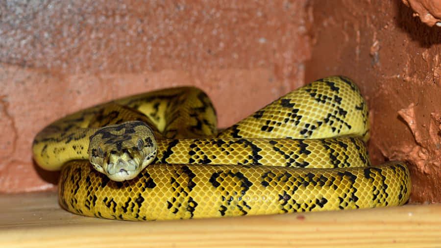 Stupefacenteserpente giallo arricciato e pronto